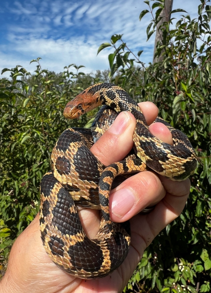 Eastern Fox Snake